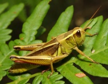 Un saltamontes Un saltamontes