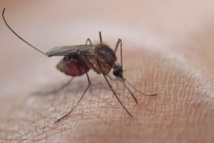 Malaria: la lucha avanza, pero la erradicación aún está lejos, dice OMS Malaria: la lucha avanza, pero la erradicación aún está lejos, dice OMS