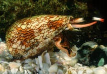 El veneno del cono marino, un potente y prometedor analgésico El veneno del cono marino, un potente y prometedor analgésico