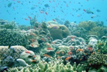 Arrecife de coral cerca de Papúa Nueva Guinea