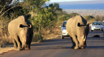 Rinocerontes en el parque Kruger