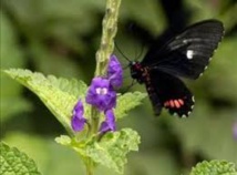 La diversidad biológica sigue en busca de una protección eficaz