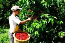 Cosechando café Cosechando café