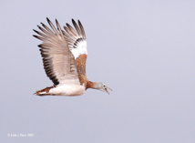 Una avutarda Una avutarda