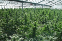 Una plantación de marihuana Una plantación de marihuana