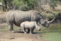 Rinocerontes blancos