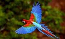 Un guacamayo Un guacamayo