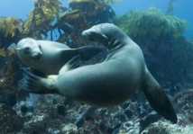 ONU avanza hacia tratado para proteger biodiversidad en océanos ONU avanza hacia tratado para proteger biodiversidad en océanos