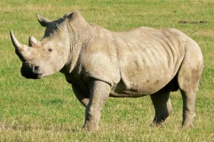 Un rinoceronte blanco Un rinoceronte blanco