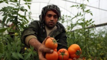 Un agricultor palestino recoge tomates en Rafah