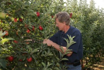 Manzanas genéticamente modificadas Manzanas genéticamente modificadas