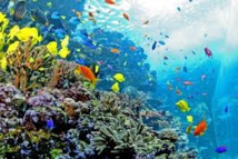 Arrecife de coral Arrecife de coral