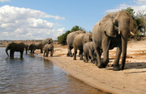 Elefantes en Botswana