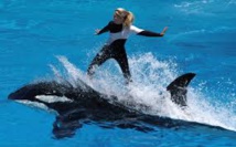 Uno de los espectáculos de Seaworld Uno de los espectáculos de Seaworld