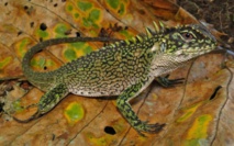 Un lagarto de la familia Enyalioides Un lagarto de la familia Enyalioides