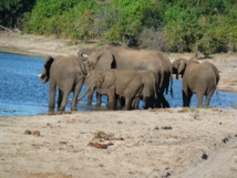 Elefantes en Chobe