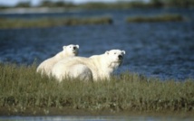 La sexta extinción masiva de la Tierra ya comenzó, según un estudio La sexta extinción masiva de la Tierra ya comenzó, según un estudio