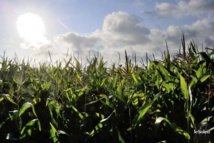 Escocia decide prohibir el cultivo de transgénicos en su territorio Escocia decide prohibir el cultivo de transgénicos en su territorio