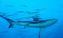 Nueva Zelanda anuncia la creación de un gran santuario marino Nueva Zelanda anuncia la creación de un gran santuario marino