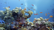 Científicos advierten contra el daño que puede causar El Niño en corales