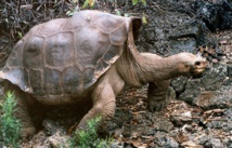 El último ejemplar de Chelonoidis Abingdoni, ya extinta