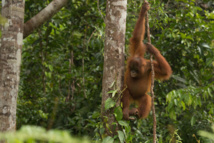 Un orangután Un orangután