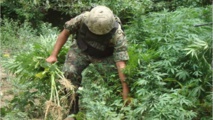 Un militar mexicano arranca marihuana