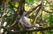 Un mono araña, Ateles Hybridus Un mono araña, Ateles Hybridus