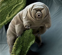 Un tardígrado Un tardígrado