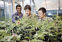 Gobierno mexicano da inédito permiso a 4 personas para cultivar y consumir marihuana Gobierno mexicano da inédito permiso a 4 personas para cultivar y consumir marihuana