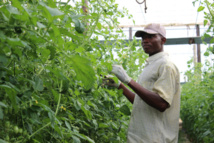 En el sur de España, huerta de Europa, soplan vientos de protesta En el sur de España, huerta de Europa, soplan vientos de protesta