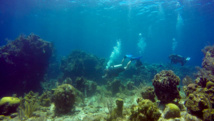 La Gran Barrera de Coral de Australia pierde color debido al calentamiento