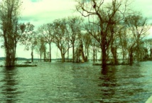 Brasil busca remediar un "crimen ambiental" con paneles solares en la Amazonía Brasil busca remediar un "crimen ambiental" con paneles solares en la Amazonía