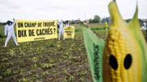 Protesta contra el maíz modificado de Monsanto