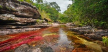 Caño Cristales