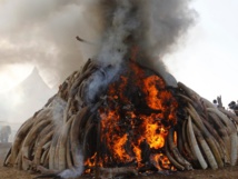 Quema de marfil en Kenia Quema de marfil en Kenia