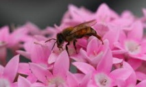 Una abeja en las flores