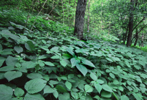 Primer censo mundial de plantas revela que una quinta parte están en peligro Primer censo mundial de plantas revela que una quinta parte están en peligro