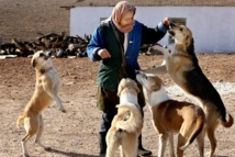 Irán contra los perros, símbolo de la "vulgar cultura occidental" Irán contra los perros, símbolo de la "vulgar cultura occidental"