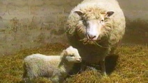 Dolly y su primer hijo Dolly y su primer hijo