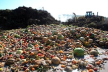 Basura orgánica Basura orgánica