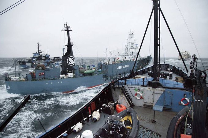 Balleneros japoneses anuncian acuerdo con ONG Sea Shepherd