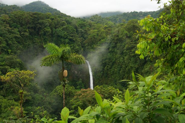 Bosque de Costa Rica