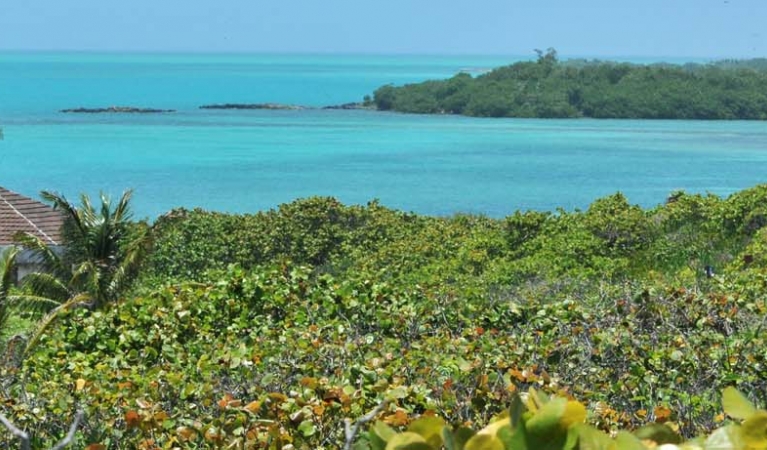 COP13 no alcanzará todas sus metas para salvar biodiversidad del mundo