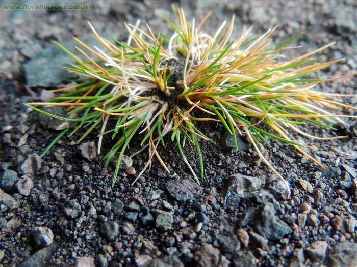 La Deschampsia antarctica