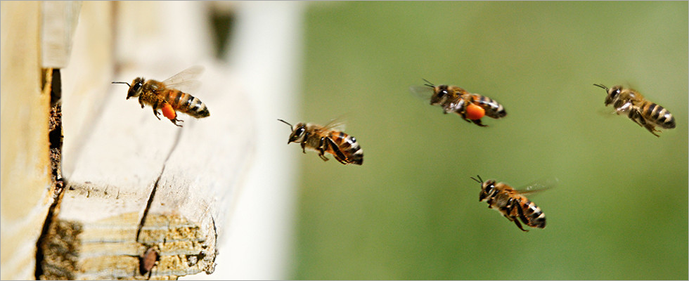 Insectos volando