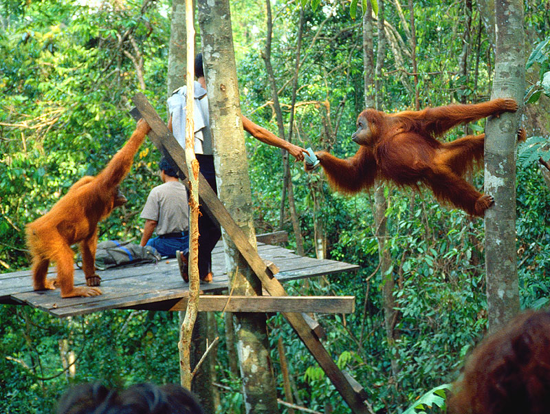 Humanos y orangutanes en Sumatra