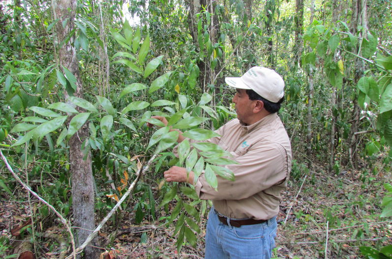 Un miembro de Rainforest alliance en el Petén en Guatemala