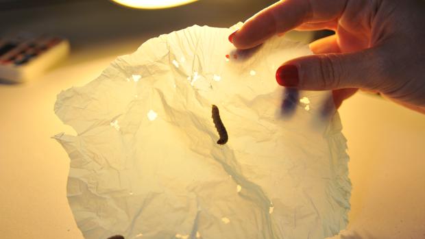 Un gusano de la cera con la bolsa de plástico mordida