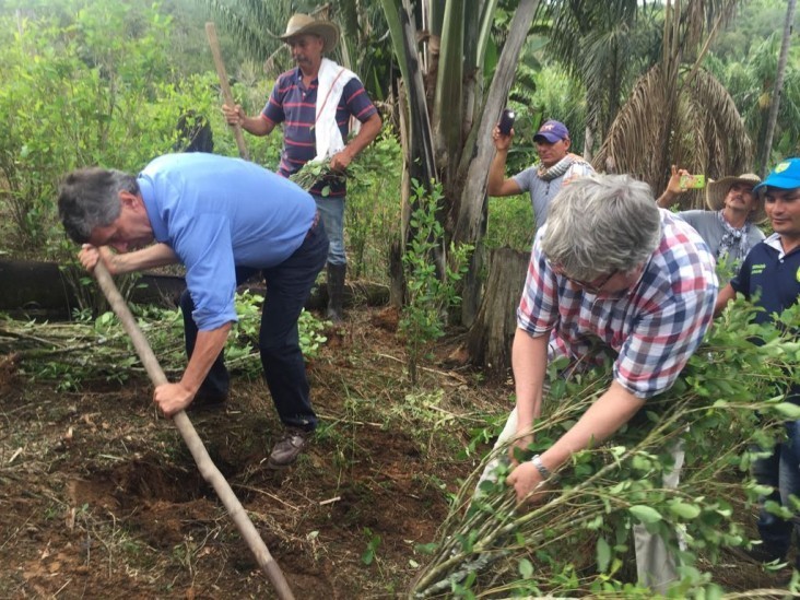 Arrancando las plantas de coca.